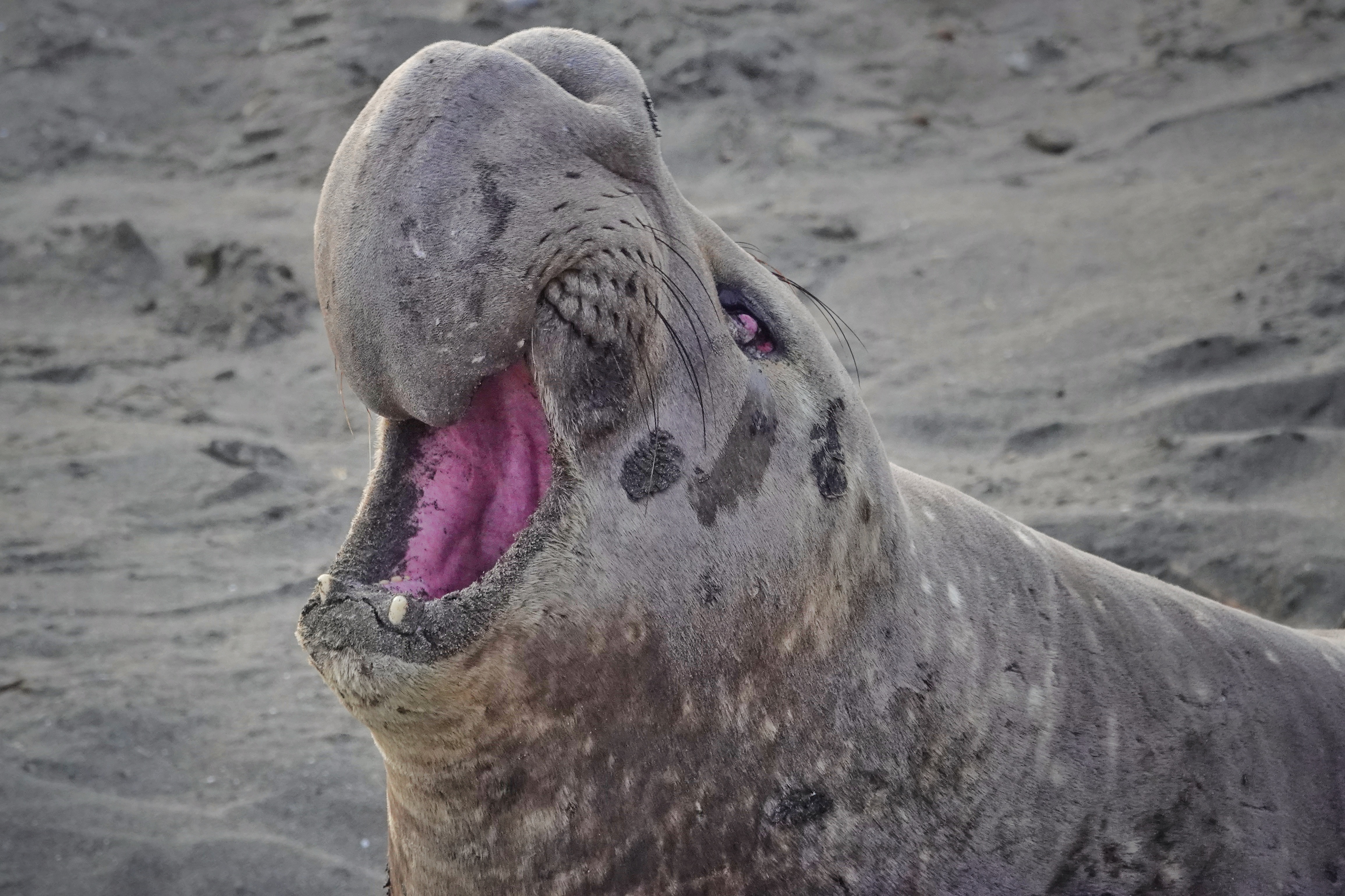 Éléphants de mer à Piedras Blancas